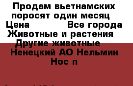 Продам вьетнамских поросят,один месяц › Цена ­ 3 000 - Все города Животные и растения » Другие животные   . Ненецкий АО,Нельмин Нос п.